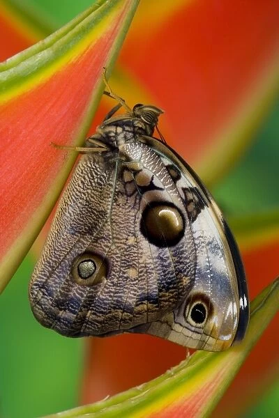 Sammamish, Washington Tropical Butterfly Photograph of Opsiphanes tamarindi the narrow-banded
