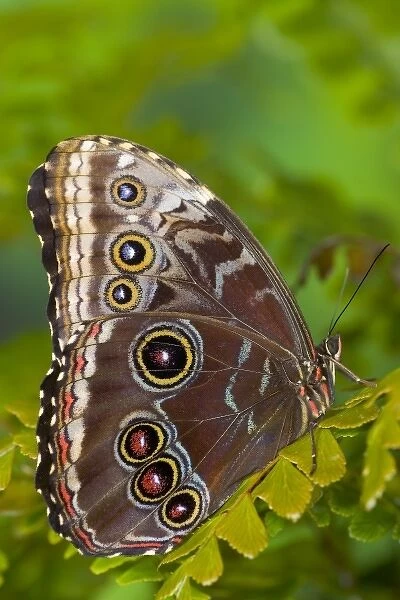 Sammamish Washington Tropical Butterfly photograph of Morpho grandensis the Common