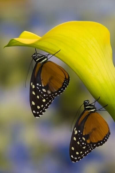 Sammamish, Washington Tropical Butterfly Photograph of a pairof Tithorea tarricina