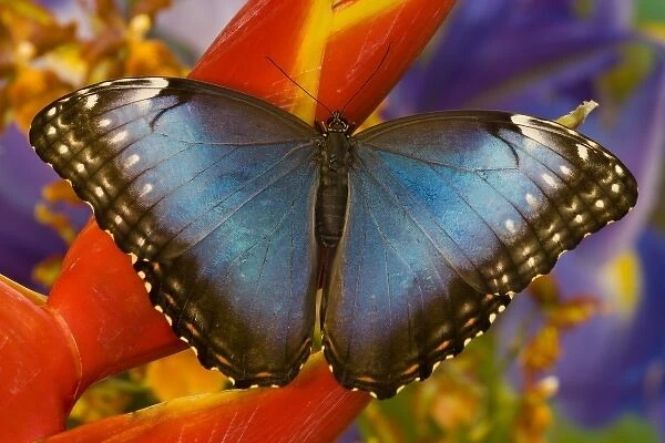 Sammamish Washington Tropical Butterfly photograh of female Morpho peleides the Common