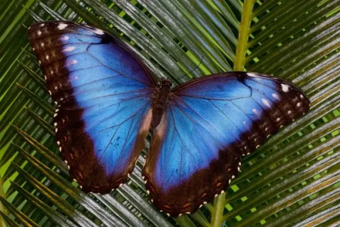 Framed Print : Sammamish Washington Tropical Butterfly photograph of female Morpho grandensis Framed Print : Sammamish Washington Tropical Butterfly photograph of female Morpho grandensis