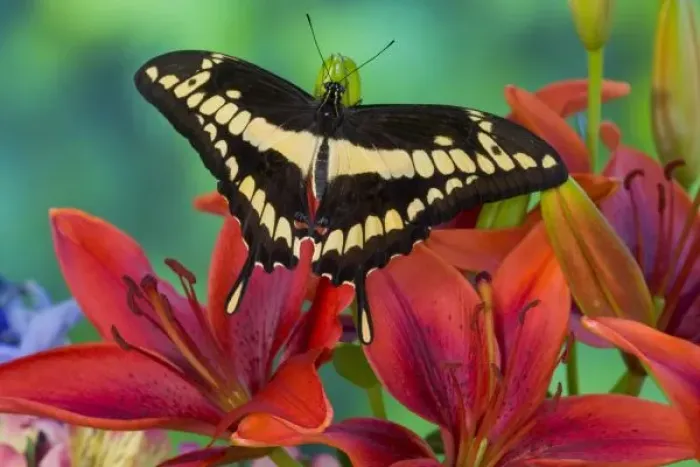 Framed Print : Sammamish, Washington Tropical Butterfly Photograph of Neotropical butterfly Papilio