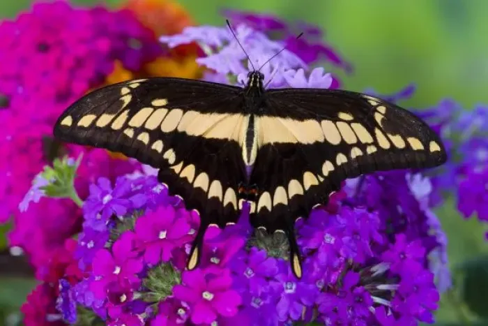 Framed Print : Sammamish, Washington Tropical Butterfly Photograph of Neotropical butterfly Papilio Framed Print : Sammamish, Washington Tropical Butterfly Photograph of Neotropical butterfly Papilio