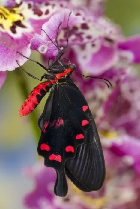 Framed Print : Sammamish, Washington Tropical Butterfly Photograph of Pachliota kotzebuea the pink Framed Print : Sammamish, Washington Tropical Butterfly Photograph of Pachliota kotzebuea the pink
