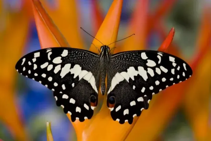 Framed Print : Sammamish, Washington Tropical Butterfly Photograph of Papilio demodocus the Orchard