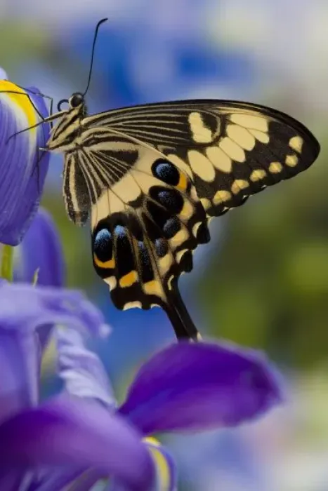 Framed Print : Sammamish, Washington Tropical Butterfly Photograph of Papilio ophidicephalus