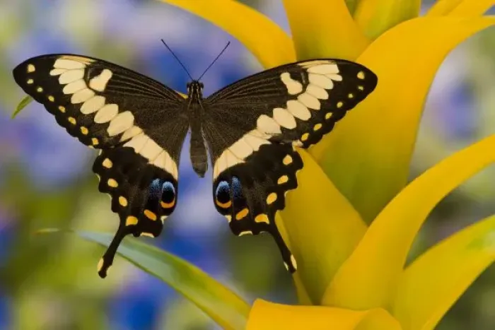 Framed Print : Sammamish, Washington Tropical Butterfly Photograph of Papilio ophidicephalus Framed Print : Sammamish, Washington Tropical Butterfly Photograph of Papilio ophidicephalus