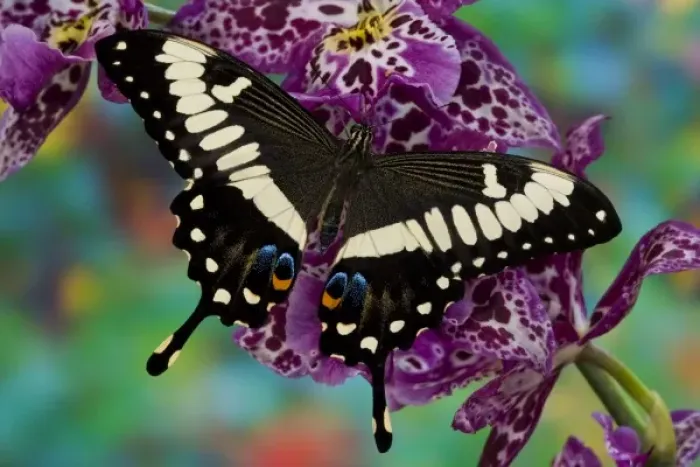 Framed Print : Sammamish, Washington Tropical Butterfly Photograph of Papilio ophidicephalus Framed Print : Sammamish, Washington Tropical Butterfly Photograph of Papilio ophidicephalus