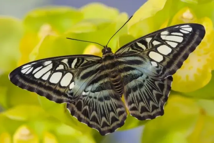 Framed Print : Sammamish, Washington Tropical Butterfly Photograph of Parthenos sylvia lilacinus