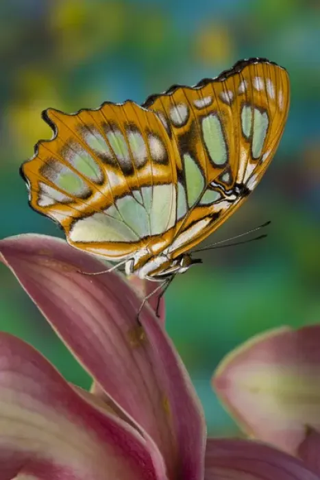 Framed Print : Sammamish, Washington Tropical Butterfly Photograph of Siproeta stelenes the malachite Framed Print : Sammamish, Washington Tropical Butterfly Photograph of Siproeta stelenes the malachite