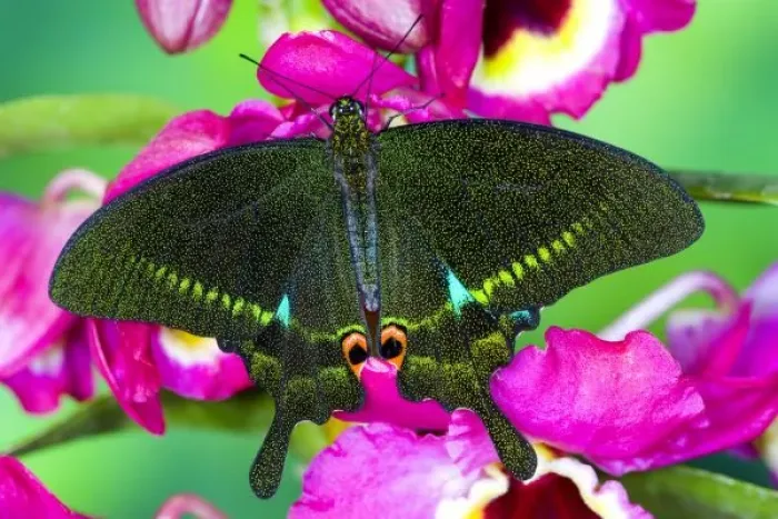 Framed Print : Sammamish, Washington Tropical Butterfly Photograph of Swallowtail Papilio paris Framed Print : Sammamish, Washington Tropical Butterfly Photograph of Swallowtail Papilio paris