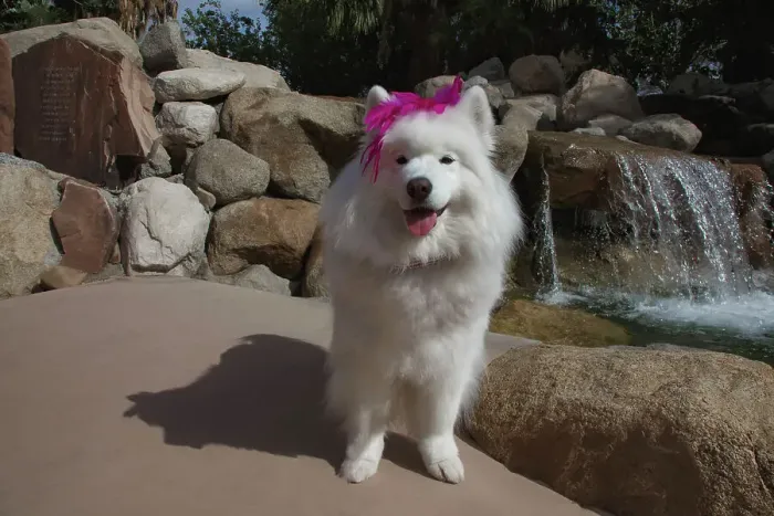 Framed Print : Samoyed in Palm Desert, California Framed Print : Samoyed in Palm Desert, California