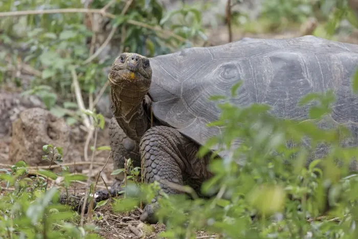 Framed Print : San Cristobal giant tortoise, San Cristobal Island, Galapagos Islands, Ecuador