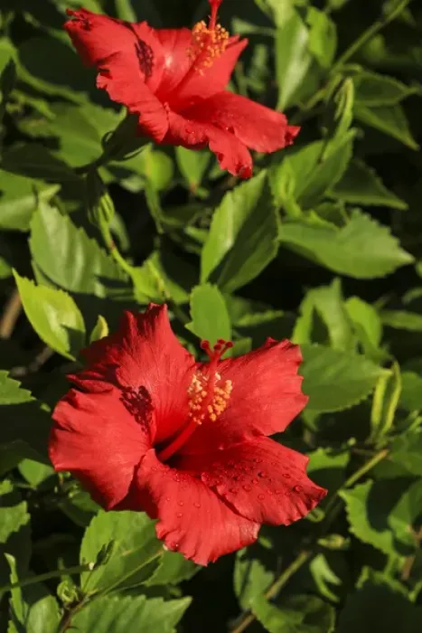 Framed Print : San Diego, California. Water droplets on two red hibiscus flowers with green leaves