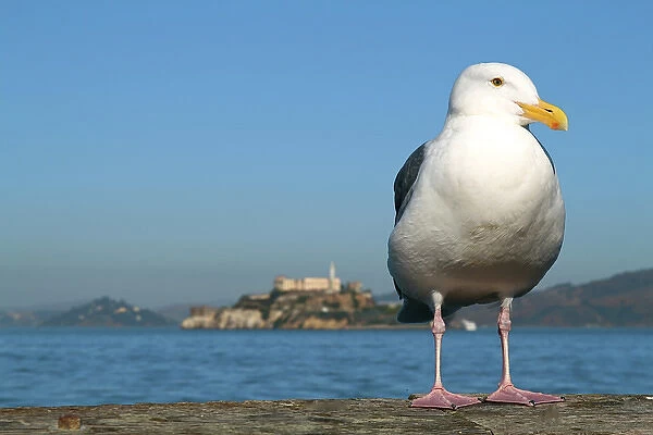 San Francisco, Califonia, United States. Seagull and Alcatraz
