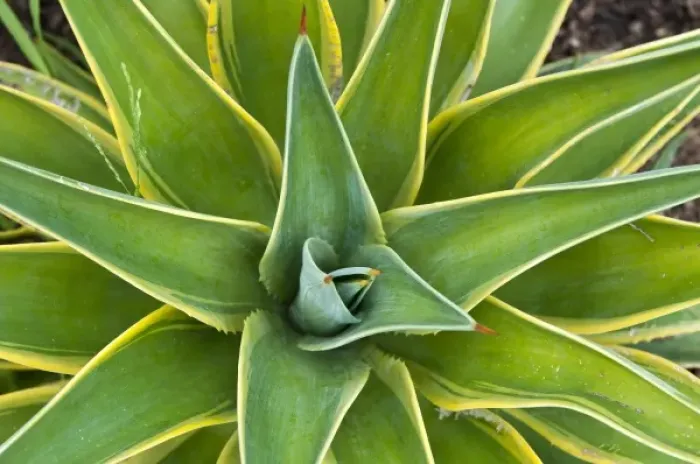 Framed Print : San Juan Capistrano, California. Yucca plant, Mission San Juan Capistrano Framed Print : San Juan Capistrano, California. Yucca plant, Mission San Juan Capistrano
