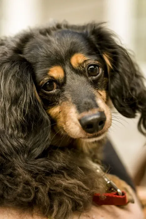 Framed Print : San Juan Island, Washington State, USA. Portrait of a Long-haired Dachshund