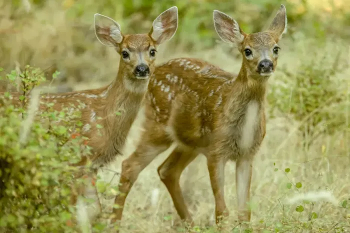 Framed Print : San Juan Island, Washington State, USA. Two mule deer fawns curiously looking out