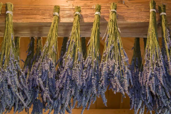 Framed Print : San Juan Island, Washington State, USA. Lavender hung to dry Framed Print : San Juan Island, Washington State, USA. Lavender hung to dry