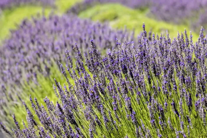 Framed Print : San Juan Island, Washington State, USA. Pelindaba Lavender Farm Framed Print : San Juan Island, Washington State, USA. Pelindaba Lavender Farm