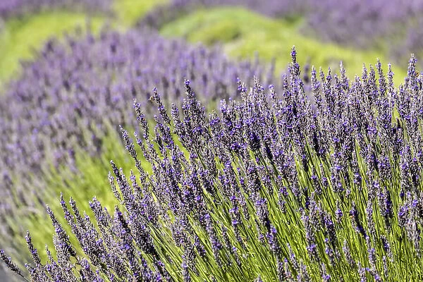 San Juan Island, Washington, USA. Lavender Farm
