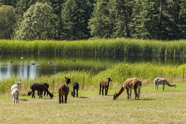 San Juan Islands, Washington State, USA. Herd of alpacas by a farm pond