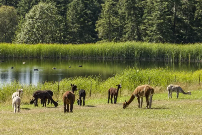 Framed Print : San Juan Islands, Washington State, USA. Herd of alpacas by a farm pond Framed Print : San Juan Islands, Washington State, USA. Herd of alpacas by a farm pond
