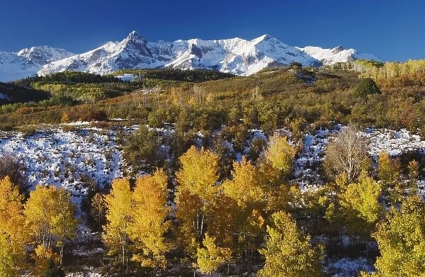 San Juan Mountains and Aspen trees in fallcolor at sunrise, Dallas Divide, Ouray