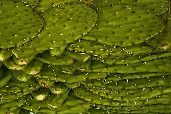 San Miguel de Allende, Mexico. Cactus (nopales) an edible Mexican dish once sticker