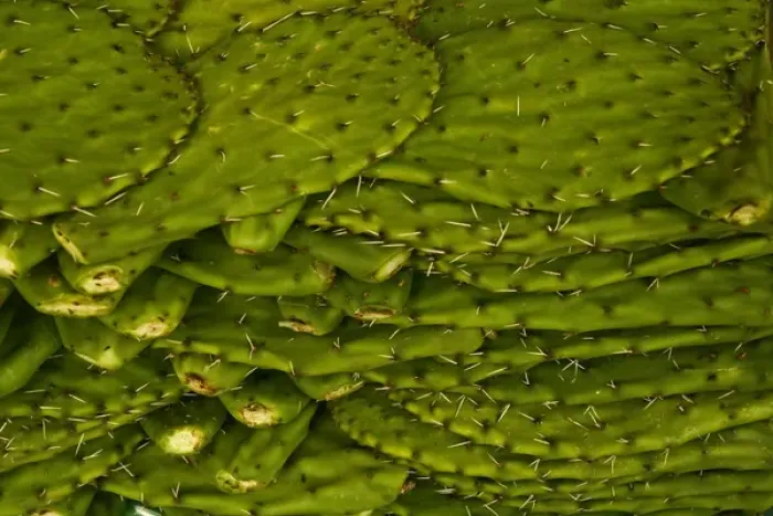 Framed Print : San Miguel de Allende, Mexico. Cactus (nopales) an edible Mexican dish once sticker