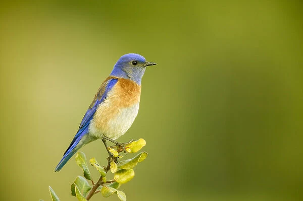 San Simeon, California, USA. Male western bluebird sitting on the top of a tree