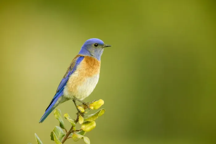 Framed Print : San Simeon, California, USA. Male western bluebird sitting on the top of a tree Framed Print : San Simeon, California, USA. Male western bluebird sitting on the top of a tree