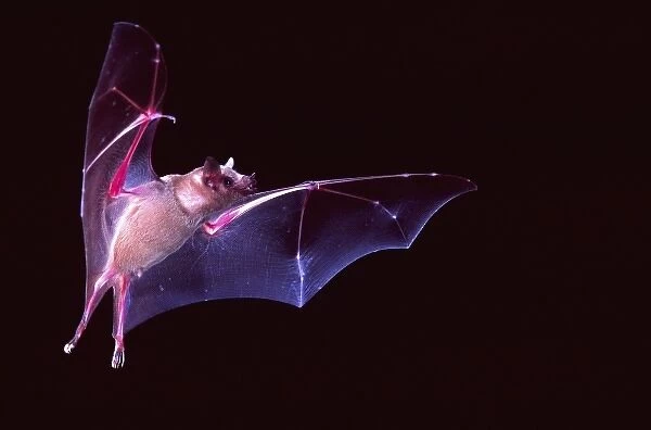 Sanborns Long-nosed Bat, Leptonycteris sanborni, South Eastern Arizona