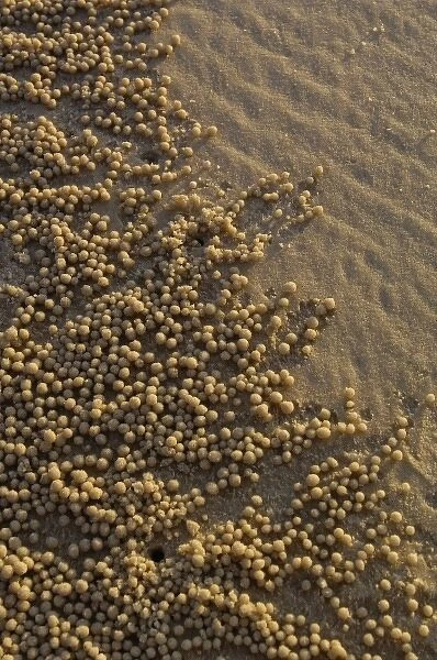 Sand balls made by Sand Bubbler Crab (Scopimera inflata) These distinctive patterns