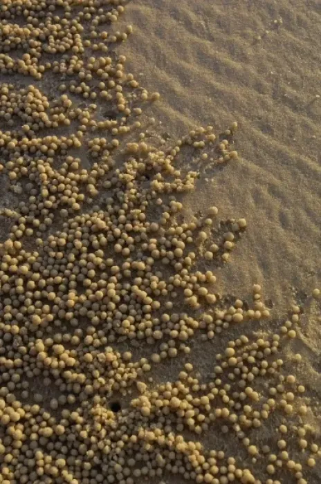 Framed Print : Sand balls made by Sand Bubbler Crab (Scopimera inflata) These distinctive patterns Framed Print : Sand balls made by Sand Bubbler Crab (Scopimera inflata) These distinctive patterns