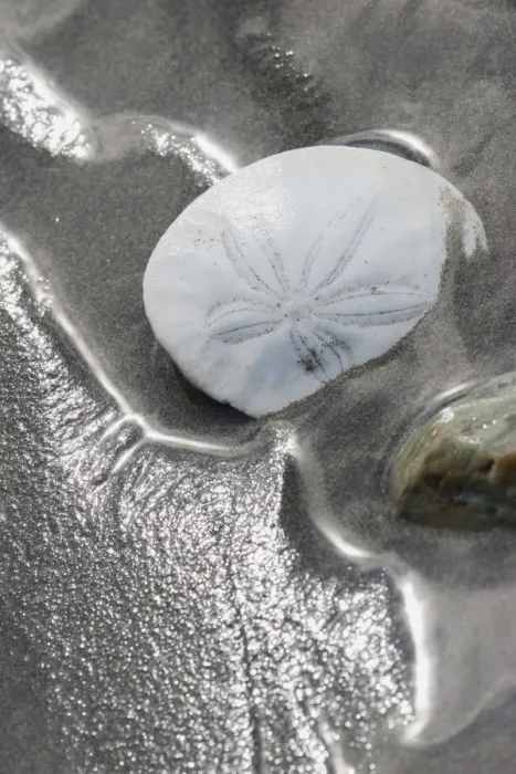 Framed Print : Sand Dollar Framed Print : Sand Dollar