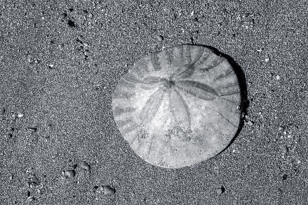 Sand dollar on beach, USA