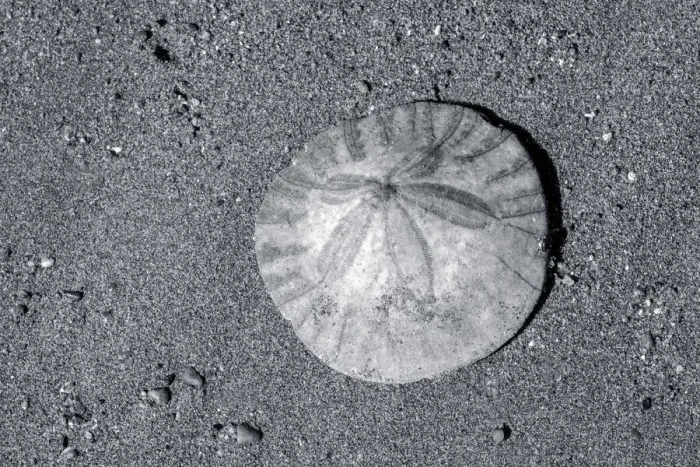 Framed Print : Sand dollar on beach, USA