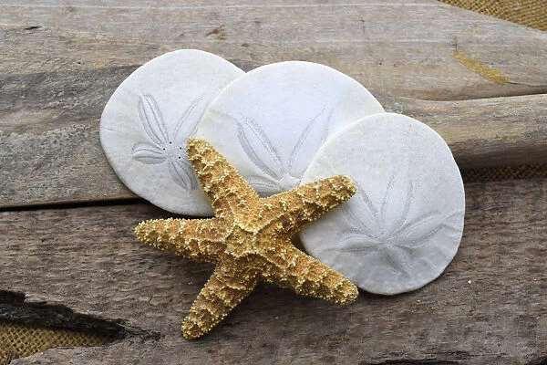 Sand dollar and starfish still-life