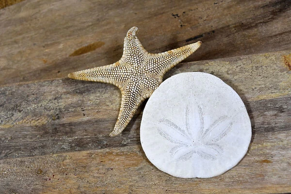 Sand dollar and starfish still-life