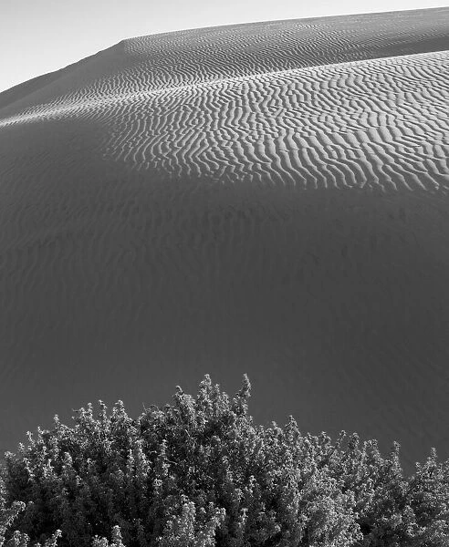 The sand dunes of Pismo Beach, California, black and white