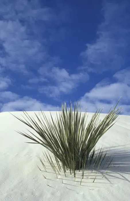 Framed Print : Sand dunes at White Sands National Monument, New Mexico Framed Print : Sand dunes at White Sands National Monument, New Mexico