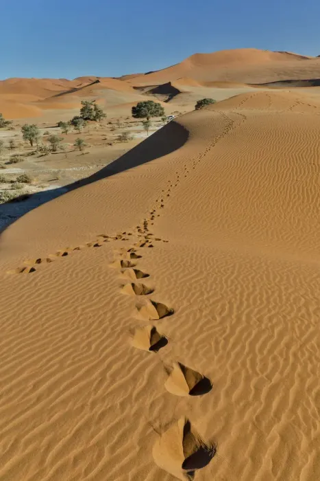 Framed Print : Sand ripple patterns in the desert of Sossusvlei, Namibia with tracks of an Oryx