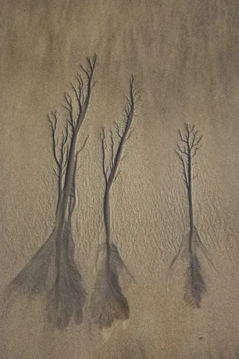 Framed Print : Sand Trees, Beach, New Plymouth, Taranaki, North Island, New Zealand