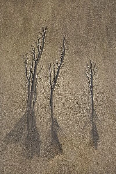 Sand Trees, Beach, New Plymouth, Taranaki, North Island, New Zealand