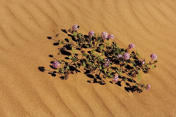 Sand verbena in Death Valley National Park, California, USA
