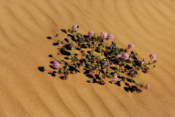Framed Print : Sand verbena in Death Valley National Park, California, USA Framed Print : Sand verbena in Death Valley National Park, California, USA
