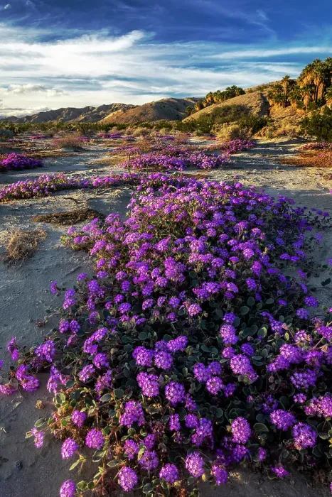 Framed Print : Sand verbena wildflowers in the Coachella Valley National Wildlife Refuge near Palm Springs, California, USA