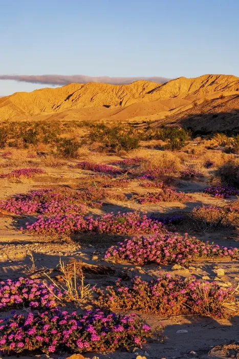 Framed Print : Sand verbena wildflowers in the Coachella Valley National Wildlife Refuge near Palm Springs, California, USA
