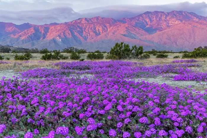 Framed Print : Sand verbena wildflowers with San Jacinto Mountains at sunrise in Palm Springs, California, USA